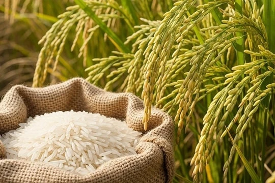 Tiêu chuẩn xuất khẩu gạo đi Nhật Bản: Cơ hội và thách thức cho doanh nghiệp Việt Nam